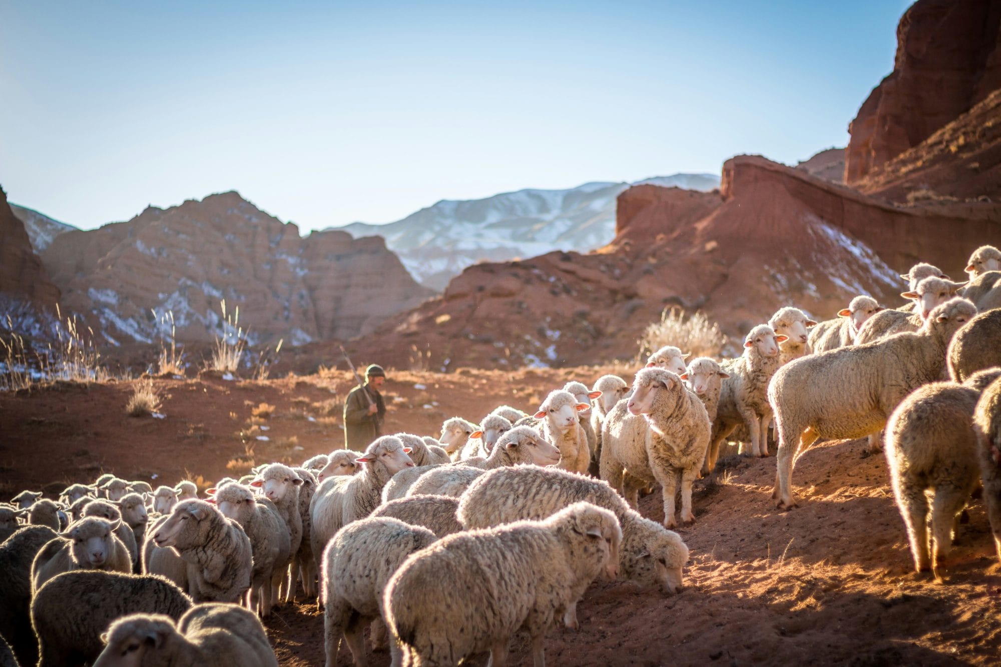 shepherds and sheep on mountains